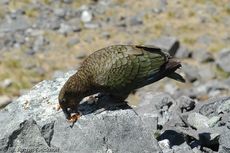 Kea (7 von 19).jpg